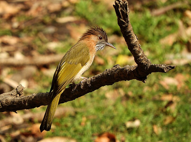 image Mountain Bulbul